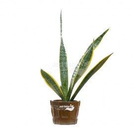 Snake Plant