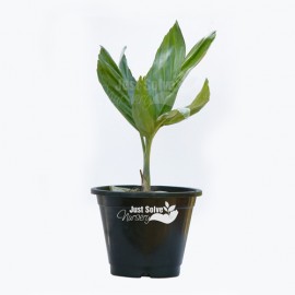 Candiya Palm Plant