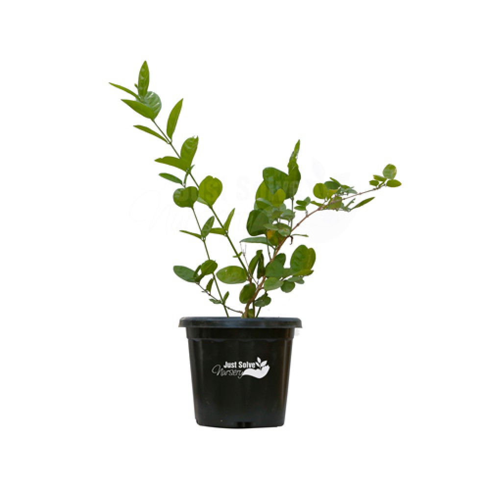 Jasmine Plant