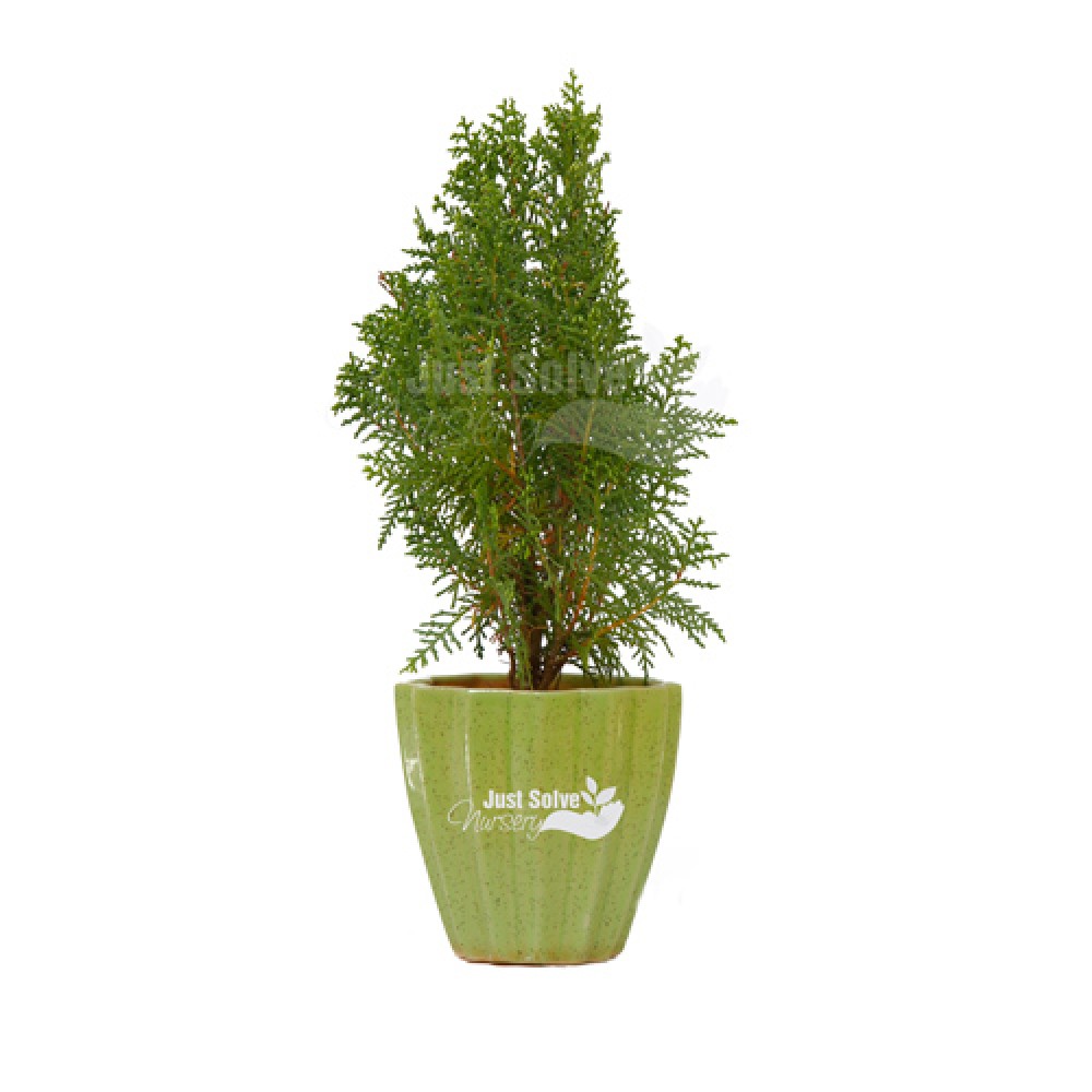 Morpankhi Plant