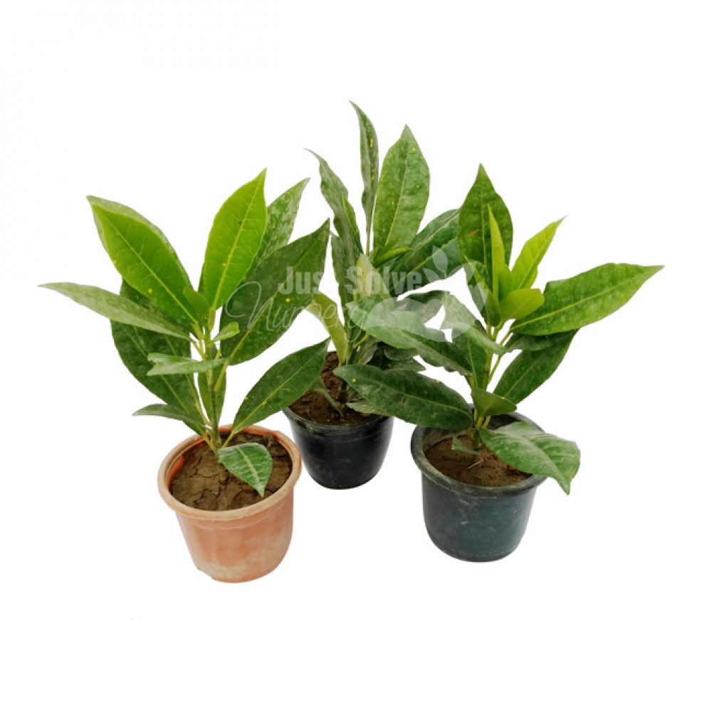 lemon croton pack of plants