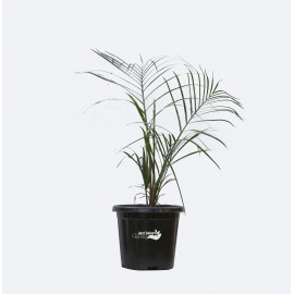 Triangular Palm Plant